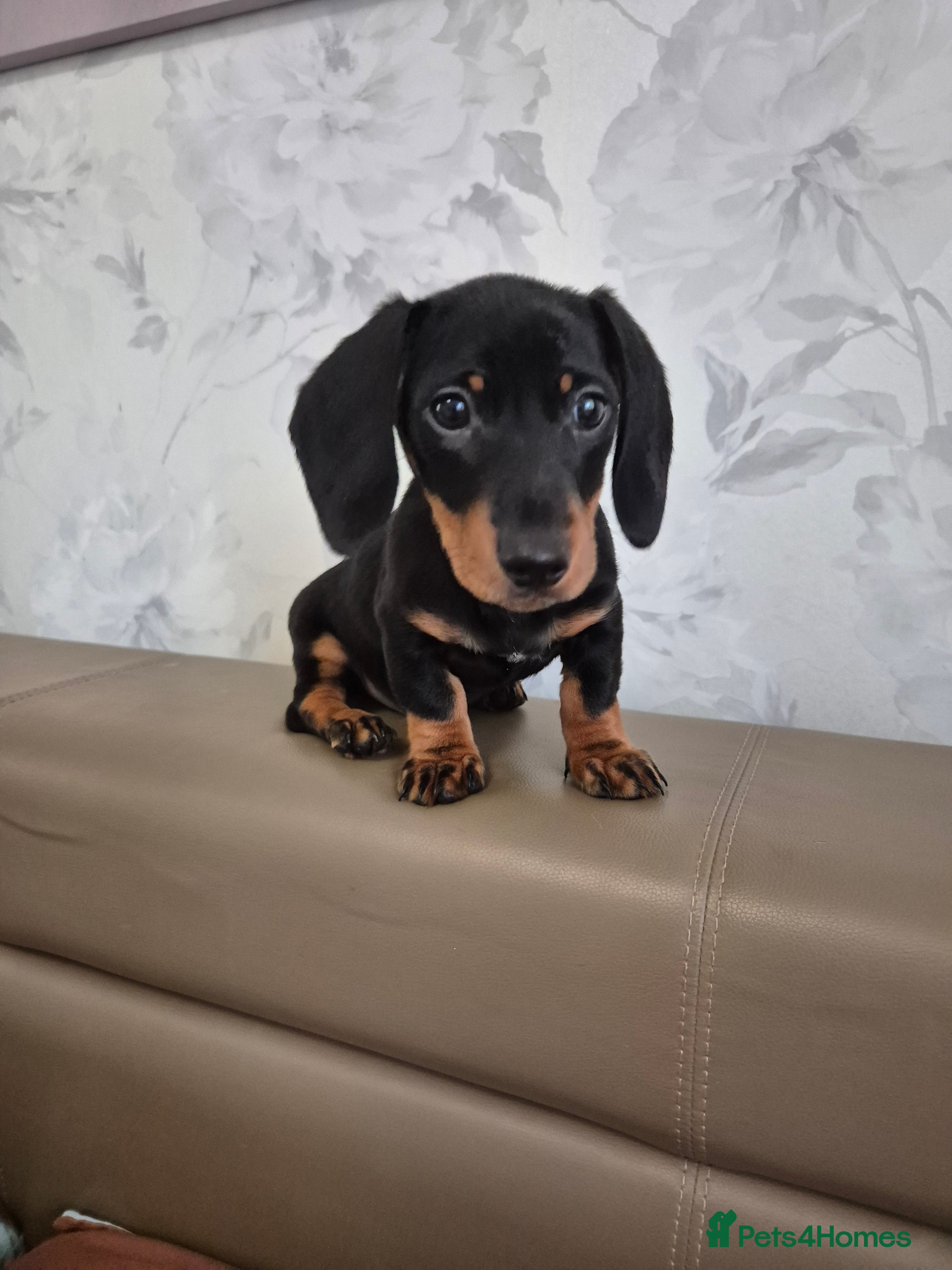 Dachshund dogs 💙 Miniature Dachshund Boy!💙 - Advert 18
