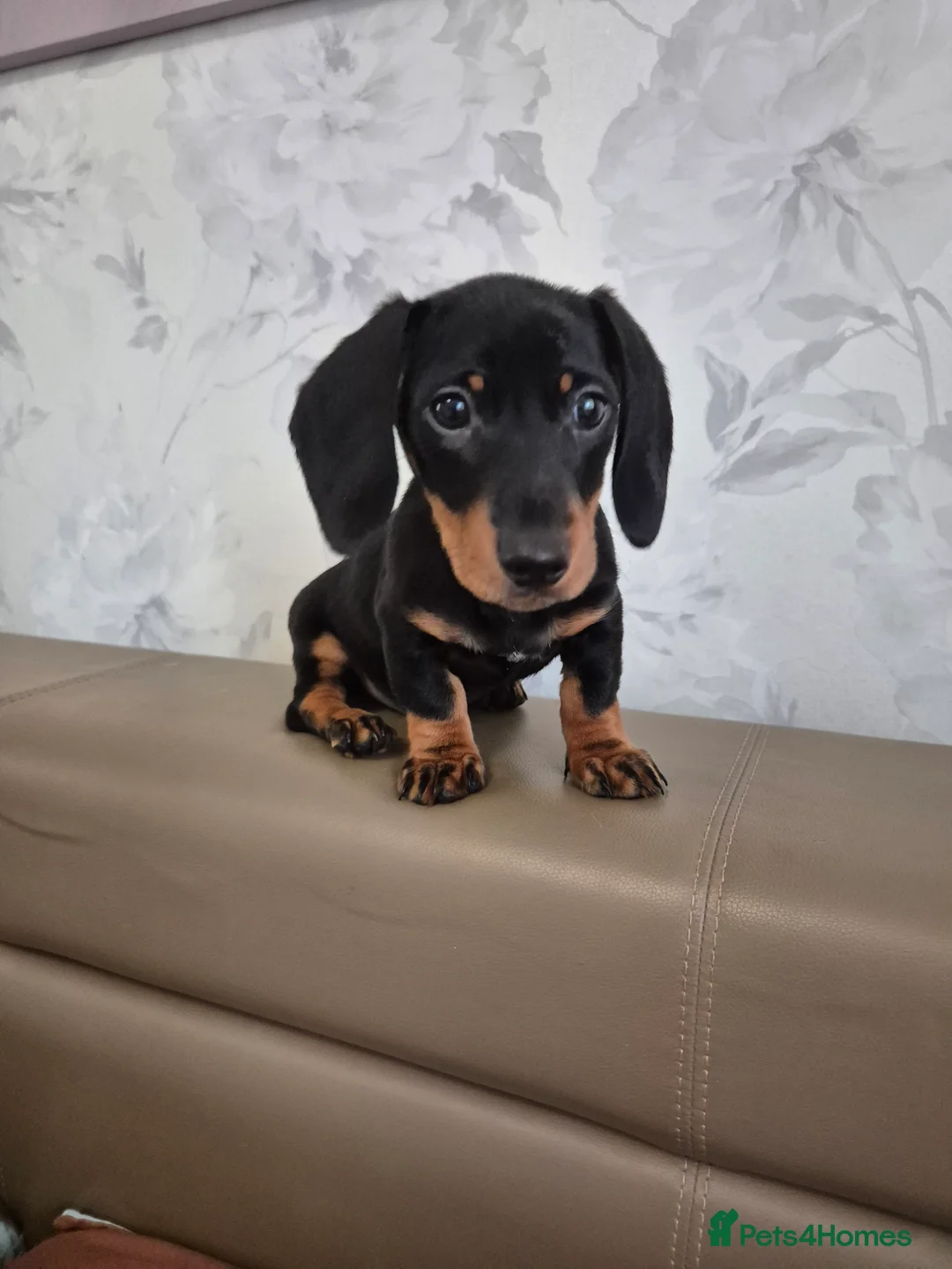 Dachshund dogs for sale: 💙 Miniature Dachshund Boy!💙 - Advert 1