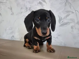 Dachshund dogs 💙 Miniature Dachshund Boy!💙 - Advert 18