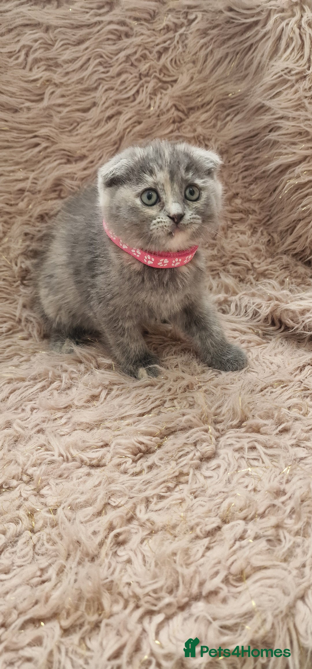 Scottish Fold cats for sale: Scottish fold british shorthair - Image 2