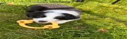 Border Collie dogs for sale: Fluffy male purebred border collie puppies  - Advert 4