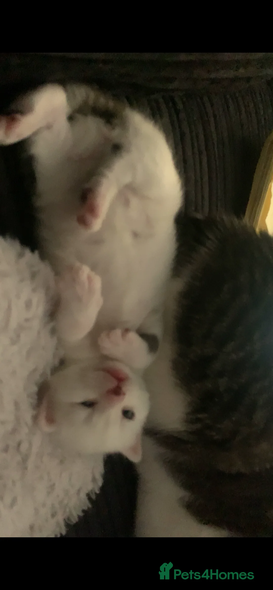 Mixed Breed cats for sale: Cats/ kittens Urgent rehoming  - Advert 18