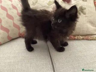 Mixed Breed cats Beautiful British longhair x Maine coon x kitten - Advert 18