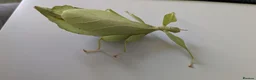 Stick Insects invertebrates for sale: Green Leaf Insect Eggs - Advert 2