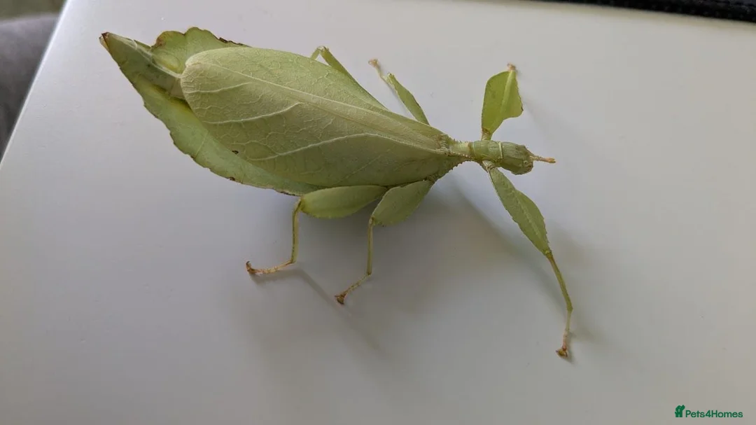 Stick Insects invertebrates for sale: Green Leaf Insect Eggs - Advert 2