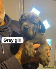 Cane Corso Puppy 8 grey