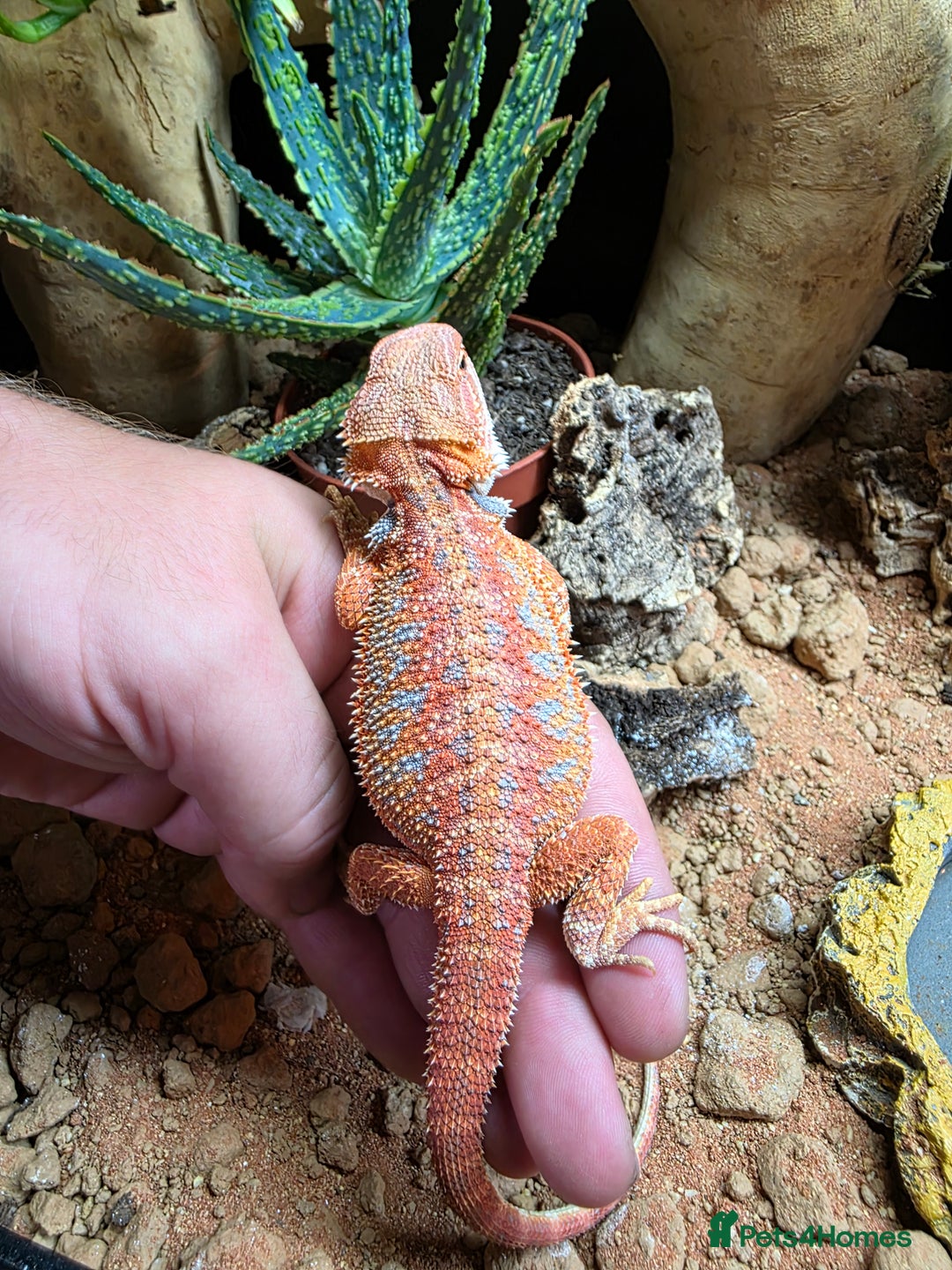 Bearded Dragon reptiles for sale: Beautiful juvenile Bearded dragon and set up. - Image 6