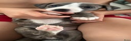 Whippet dogs for sale: Beautiful Blue Girl Whippet pup LAST ONE - Advert 24