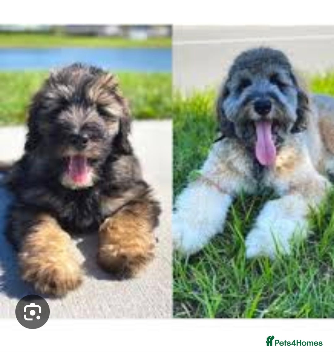 Goldendoodle dogs for sale: MultiGen Goldendoodles  - Image 27