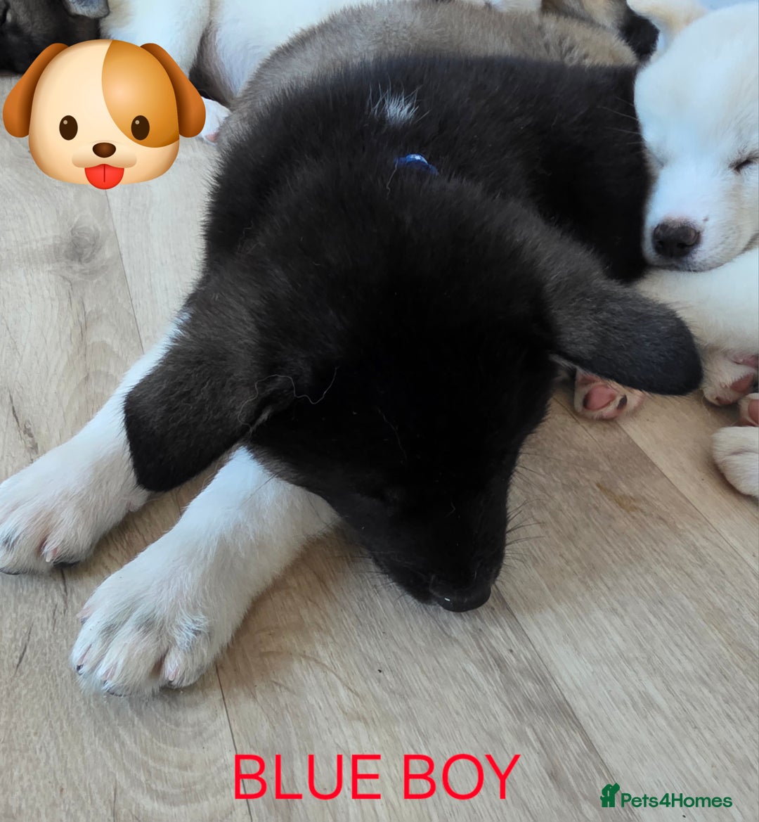 Akita dogs for sale: American akita puppies x10 - Image 3