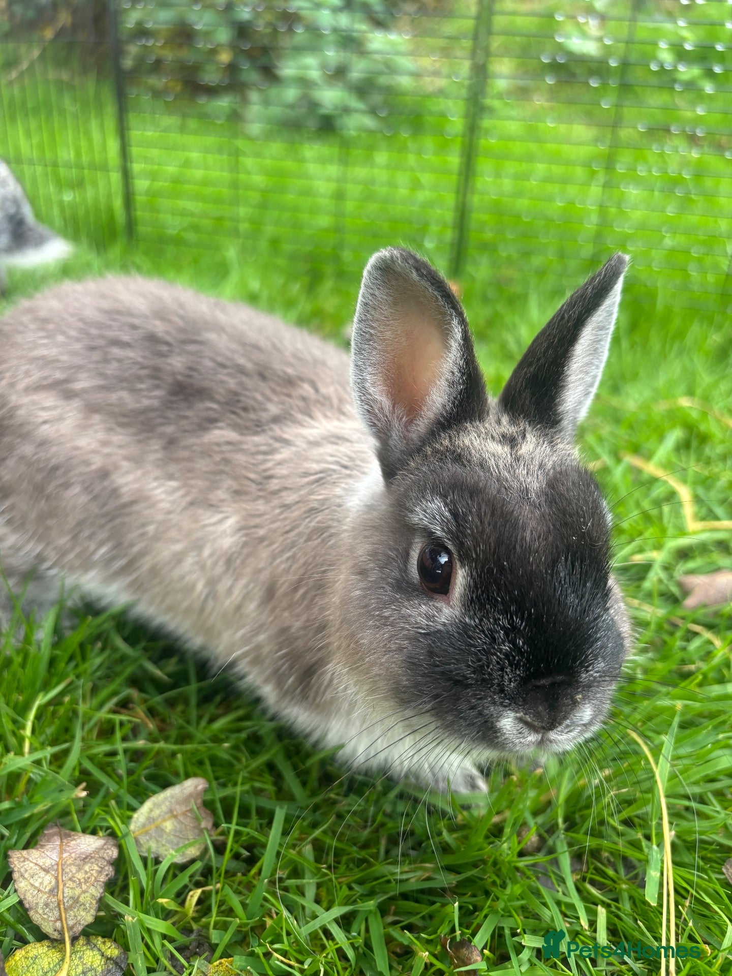 Netherland Dwarf rabbits Wilf  - Advert 1