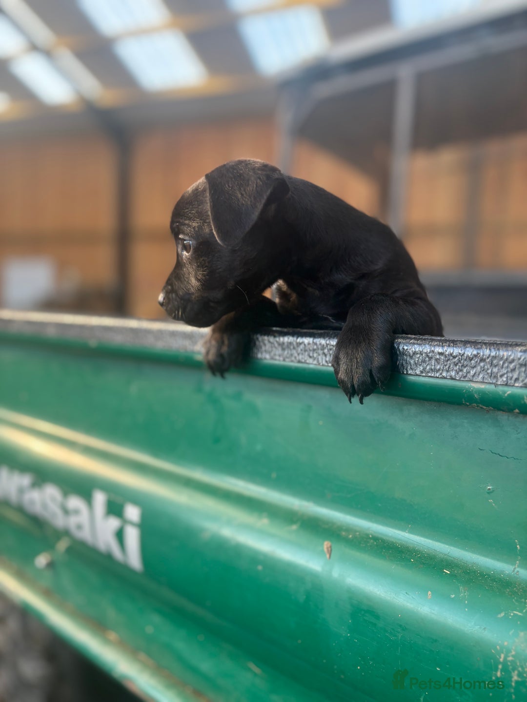 Patterdale Terrier dogs for sale: Patterdale puppy  - Advert 4
