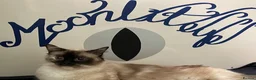 Ragdoll cats for sale: GCCF. Perfect Ragdolls ready to go. - Advert 31