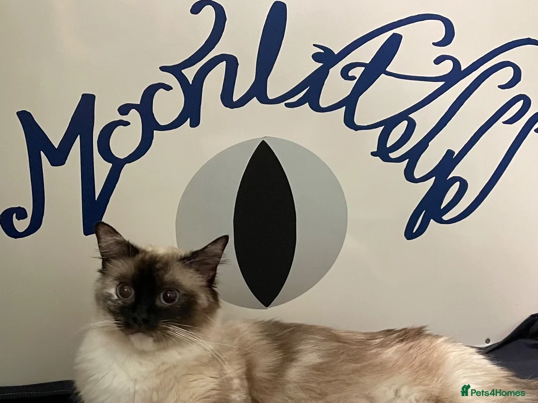Ragdoll cats for sale: GCCF. Perfect Ragdolls ready to go. - Advert 31