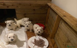 West Highland Terrier dogs for sale: Westie pups - Image 2