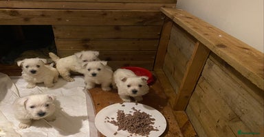 West Highland Terrier dogs Westie pups - Advert 1
