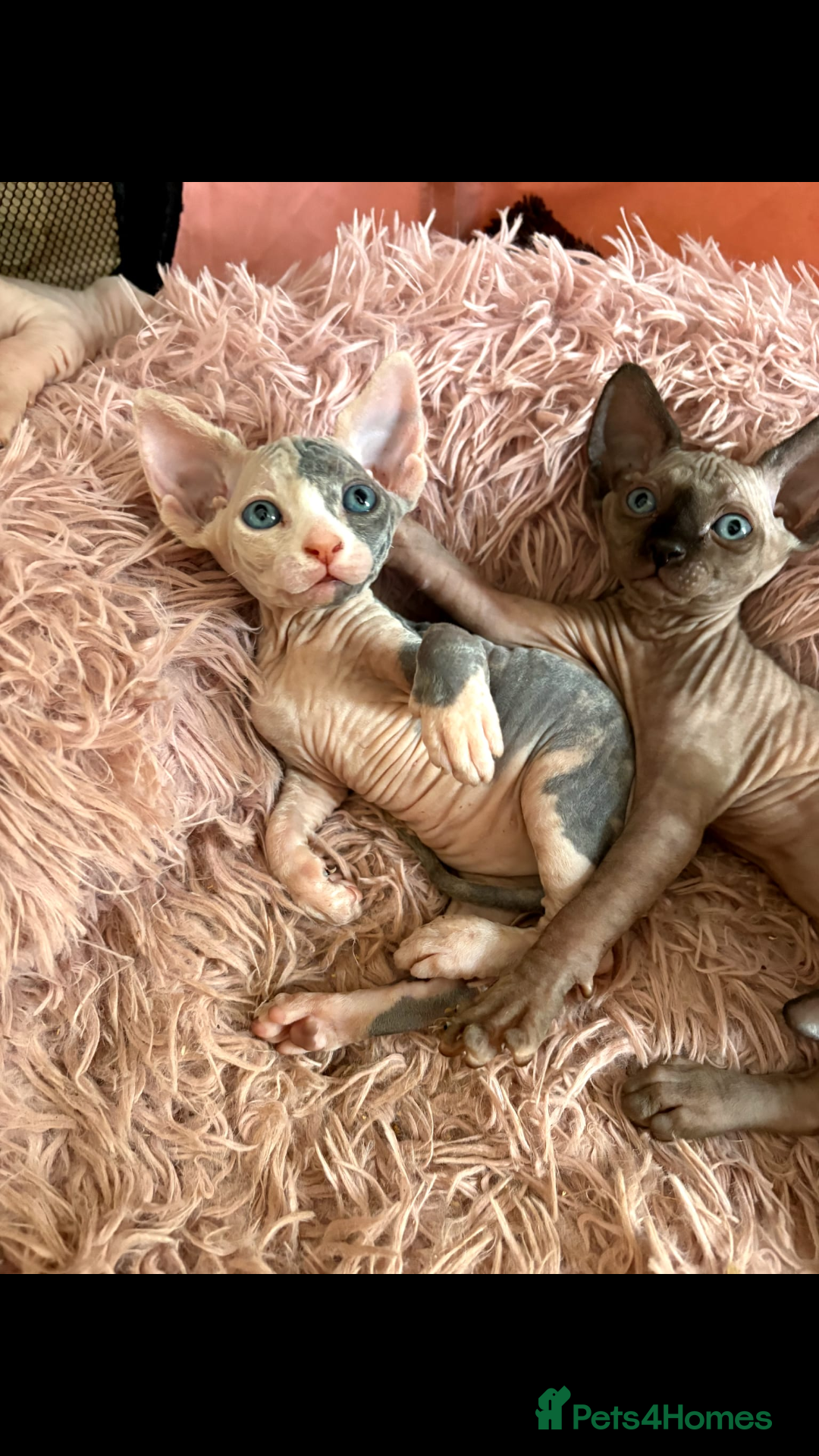 Sphynx cats Ready Now Super Sphynx kittens boy 550£ girl 650£ - Advert 18