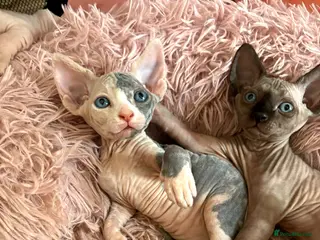 Sphynx cats Ready Now Super Sphynx kittens boy 550£ girl 650£ - Advert 18