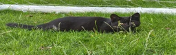 British Shorthair cats for sale:  British Cross Shorthair black Kittens - Advert 10
