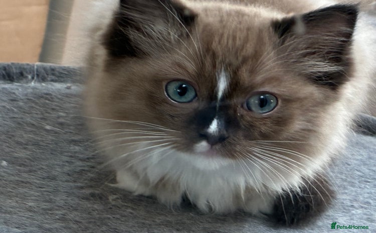 Ragdoll cats - Advert 11