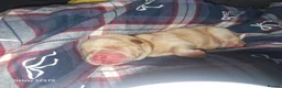 Mixed Breed dogs for sale: Beautiful chowador litter in Hyde - Advert 5