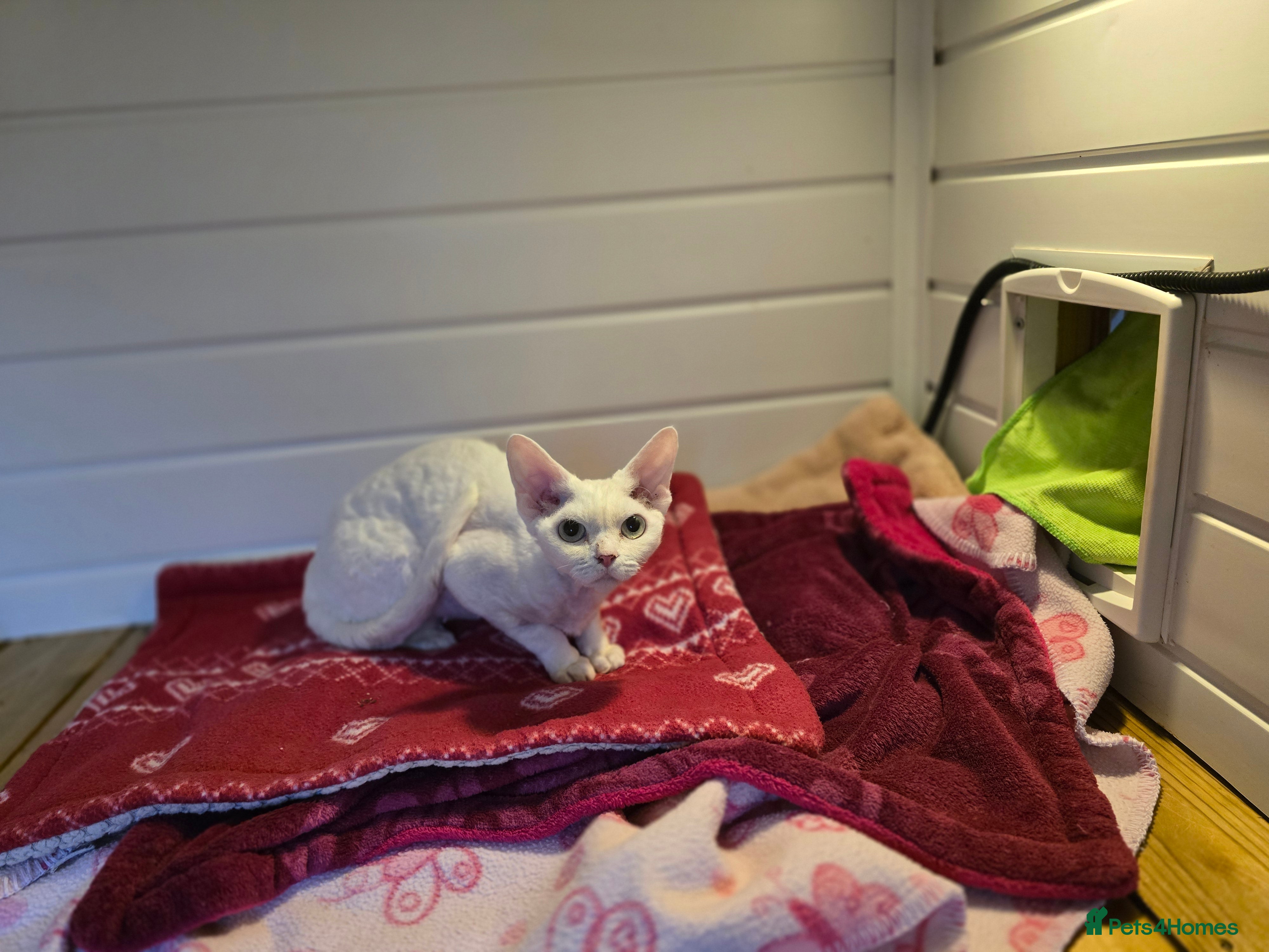 Devon Rex cats Devon Rex available  - Advert 1