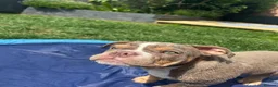Olde English Bulldogge dogs for stud: “BIG REG” Lilac-Tri Olde English Bulldog stud  - Advert 14