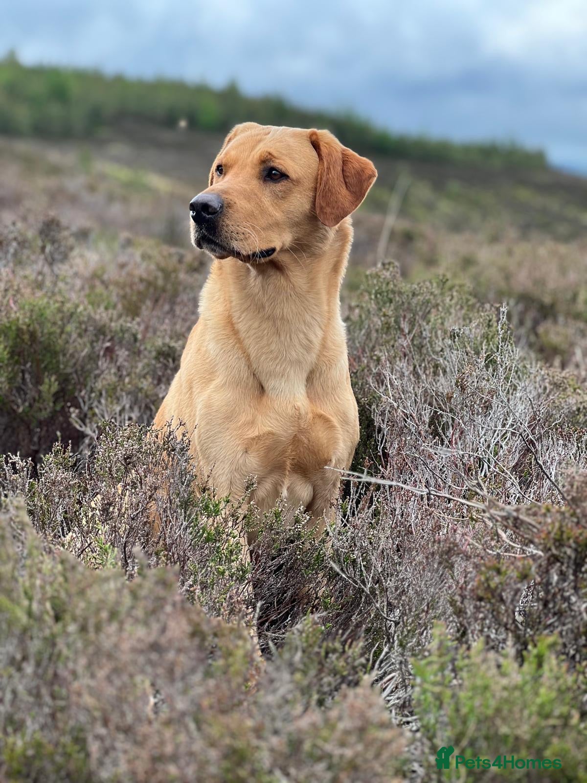 Labrador Retriever dogs FFTCh Marstonprior Grenadier of Wedgnock (Cider) - Advert 1