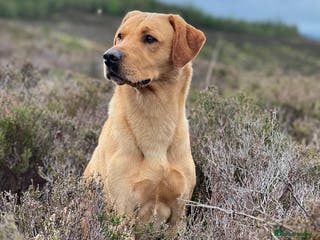 Labrador Retriever dogs FFTCh Marstonprior Grenadier of Wedgnock (Cider) - Advert 1