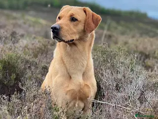 Labrador Retriever dogs FTCh Marstonprior Grenadier of Wedgnock (Cider) - Advert 3