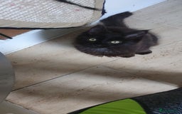 Maine Coon cats for sale: Maine coons  - Image 2