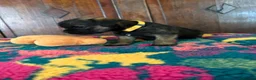 Border Terrier dogs for sale: KC Reg Border Terrier Puppies . - Advert 7
