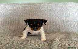 Jack Russell dogs for sale: Stunning tri coloured Jack Russel girl available  - Image 6
