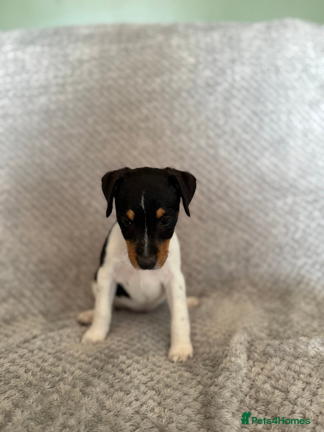 Jack Russell dogs for sale: Stunning tri coloured Jack Russel girl available  - Image 6