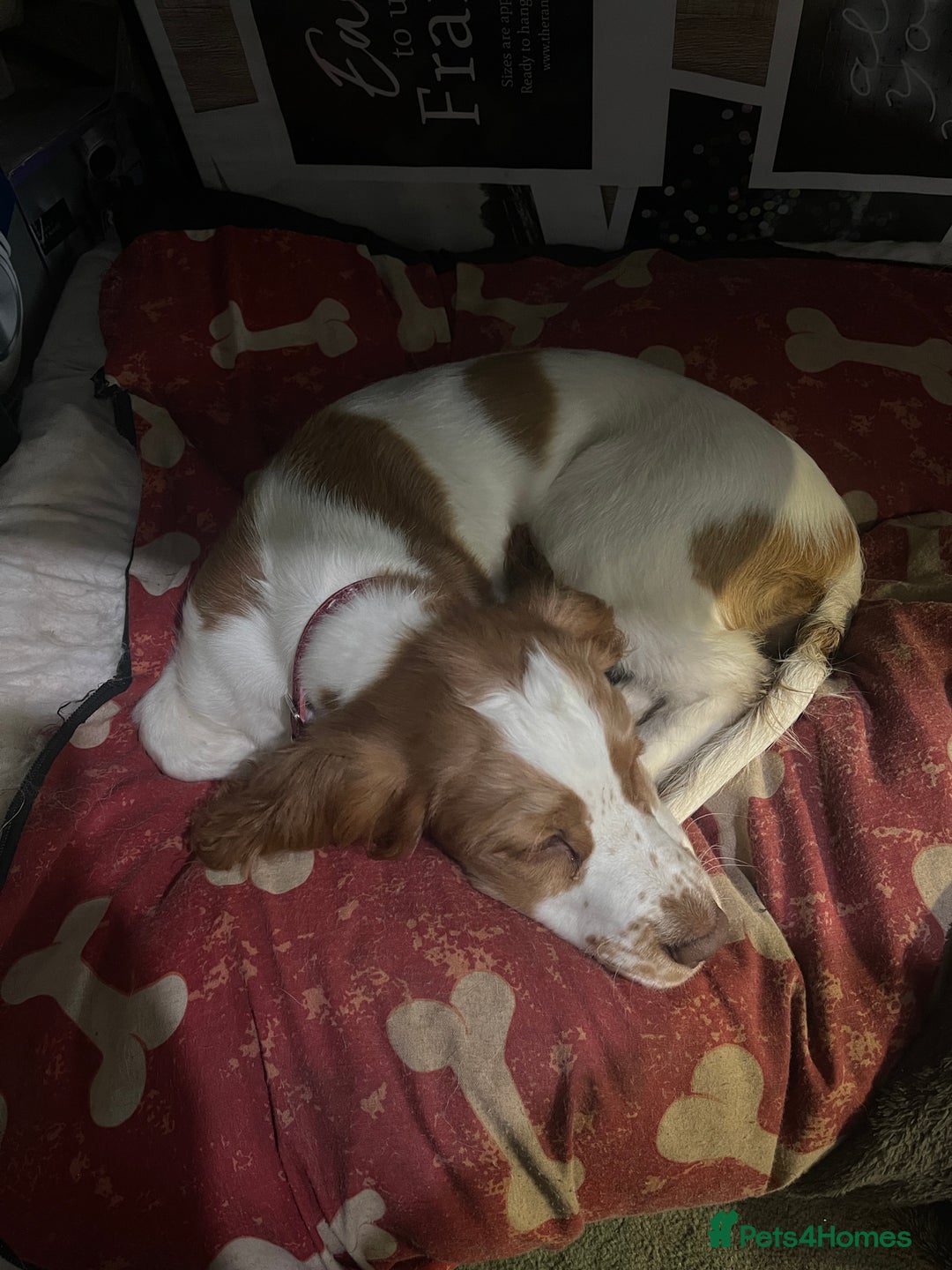 Sprocker dogs for sale: Female Cocker x Springer Puppy For Sale - Advert 4