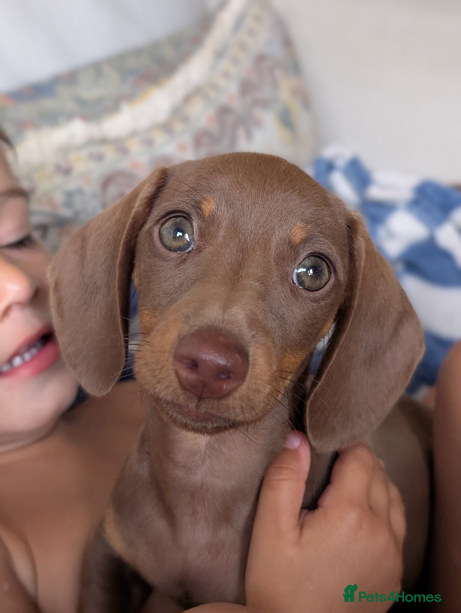 Miniature Dachshund dogs Miniature dachshund  - Advert 6