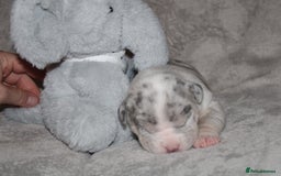 American Bully dogs for sale: 🔥🔥American bully pups 🔥🔥 - Image 8