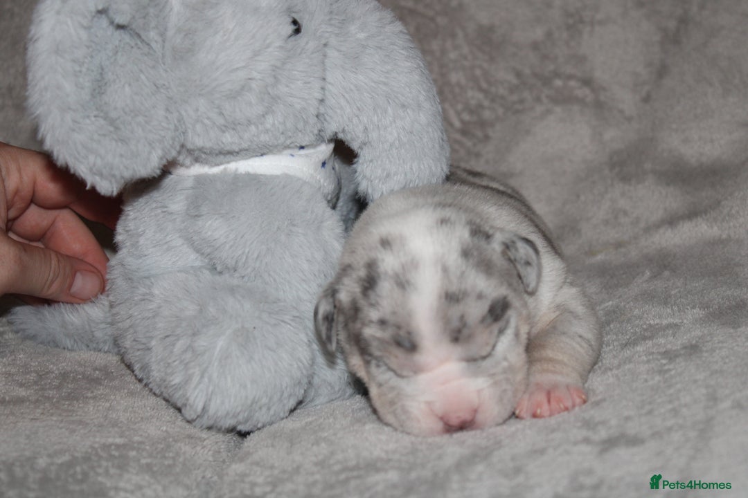 American Bully dogs for sale: 🔥🔥American bully pups 🔥🔥 - Image 8