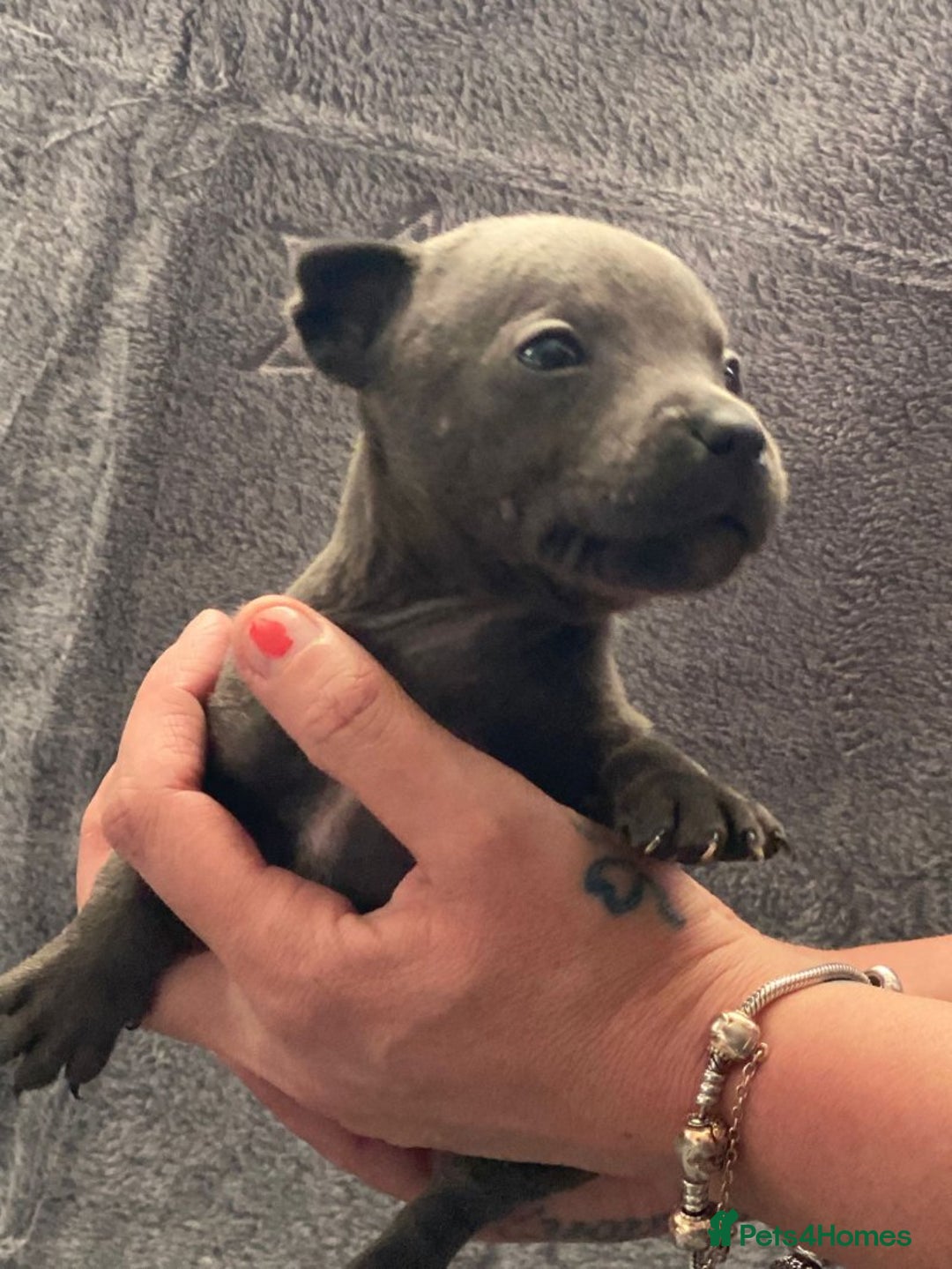 Staffordshire Bull Terrier dogs for sale: Pure breed blue Staffordshire bull terrier - Image 3