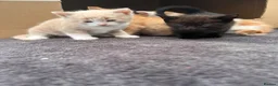 Mixed Breed cats for sale:     Beautiful Healthy Kittens Ready To Reserve  - Advert 7