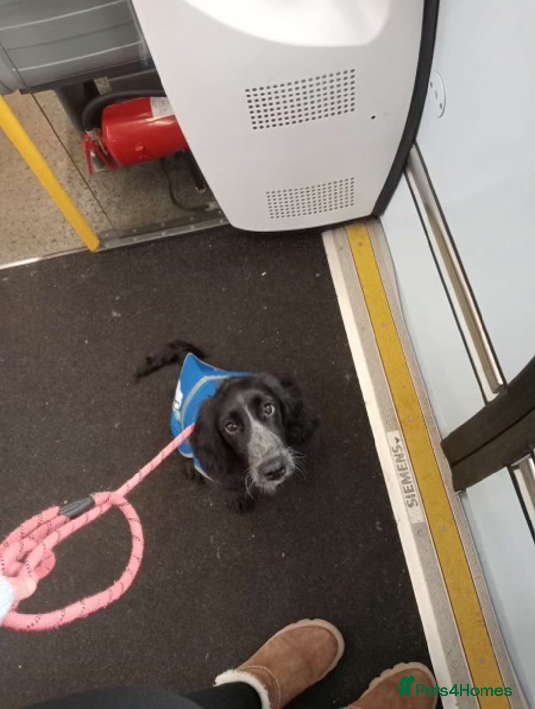 Cockapoo dogs for sale: 6-Month Cockapoo Puppy – Experienced Owner Only - Advert 3