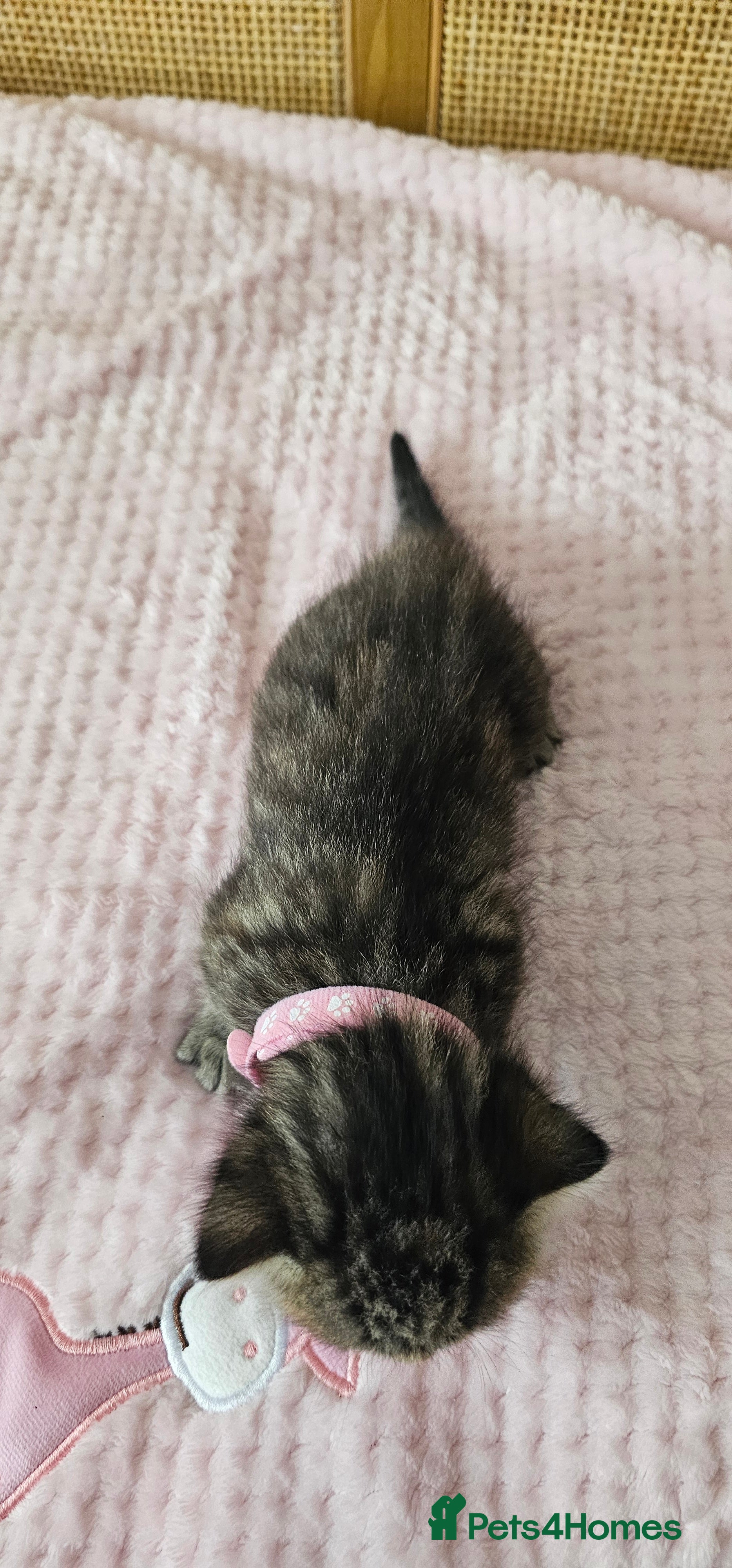 Mixed Breed cats for sale: Beautiful Bengal Mix Kittens - Advert 19