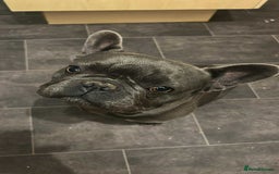 French Bulldog dogs for sale: French bulldog  - Image 2