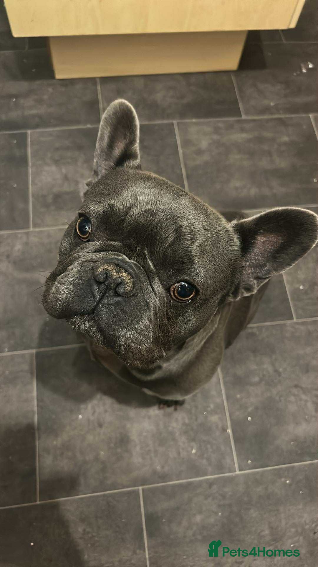 French Bulldog dogs for sale: French bulldog  - Image 2