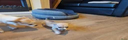 Chihuahua dogs for sale: Chihuahua - Advert 10