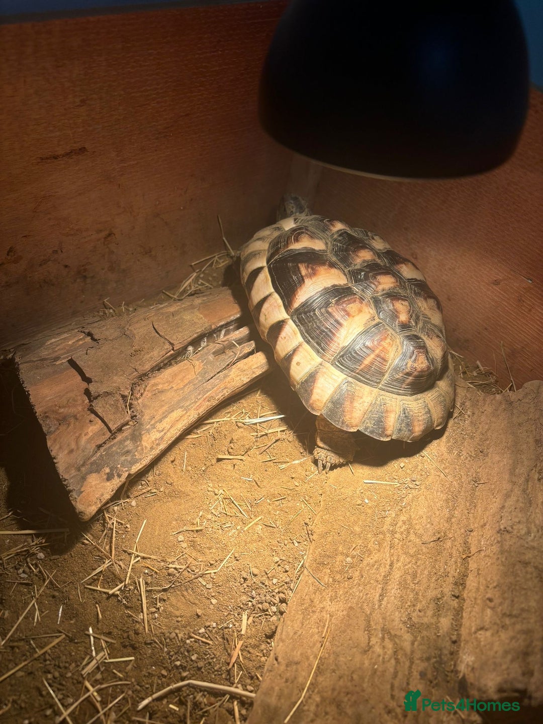 Hermann Tortoise reptiles for sale: Hermann tortoise and table - Advert 5