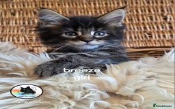 Maine Coon cats for sale: Maine coon kittens - Image 23