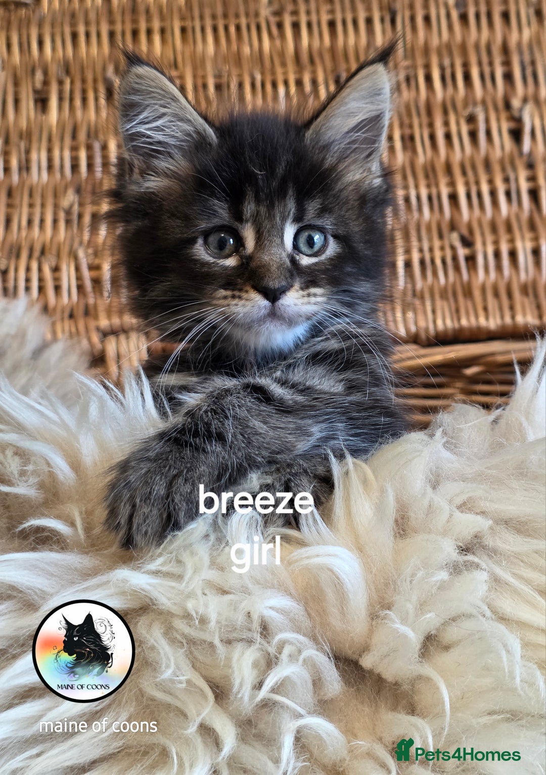Maine Coon cats for sale: Maine coon kittens - Image 23