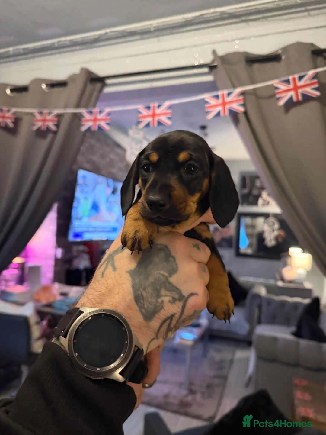 Dachshund dogs for sale: ONLY 1 DACHSHUND FEMALE LEFT DOLLY - Advert 4