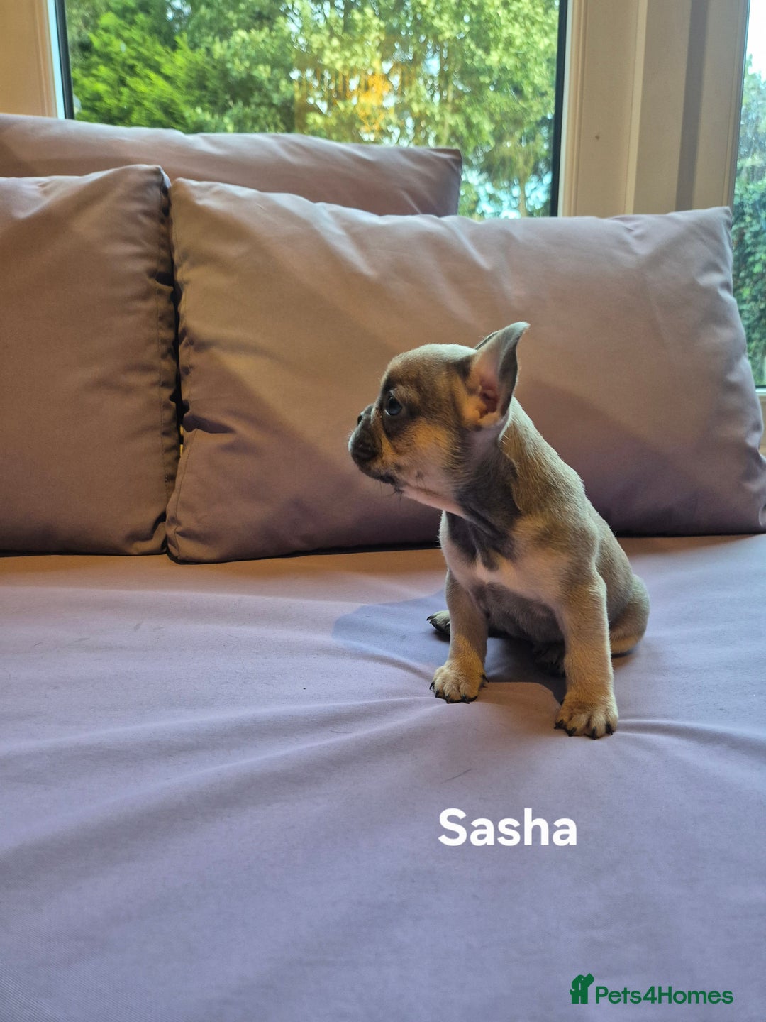 French Bulldog dogs for sale: Quality litter French Bulldogs - Image 3